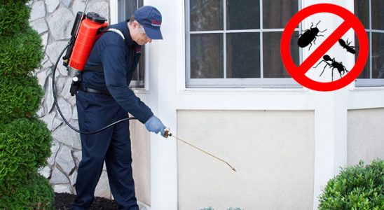 Avcılar Kemirgen İlaçlama böcek ilaçlama ve haşere kontrolü — ilaclama-tr.com